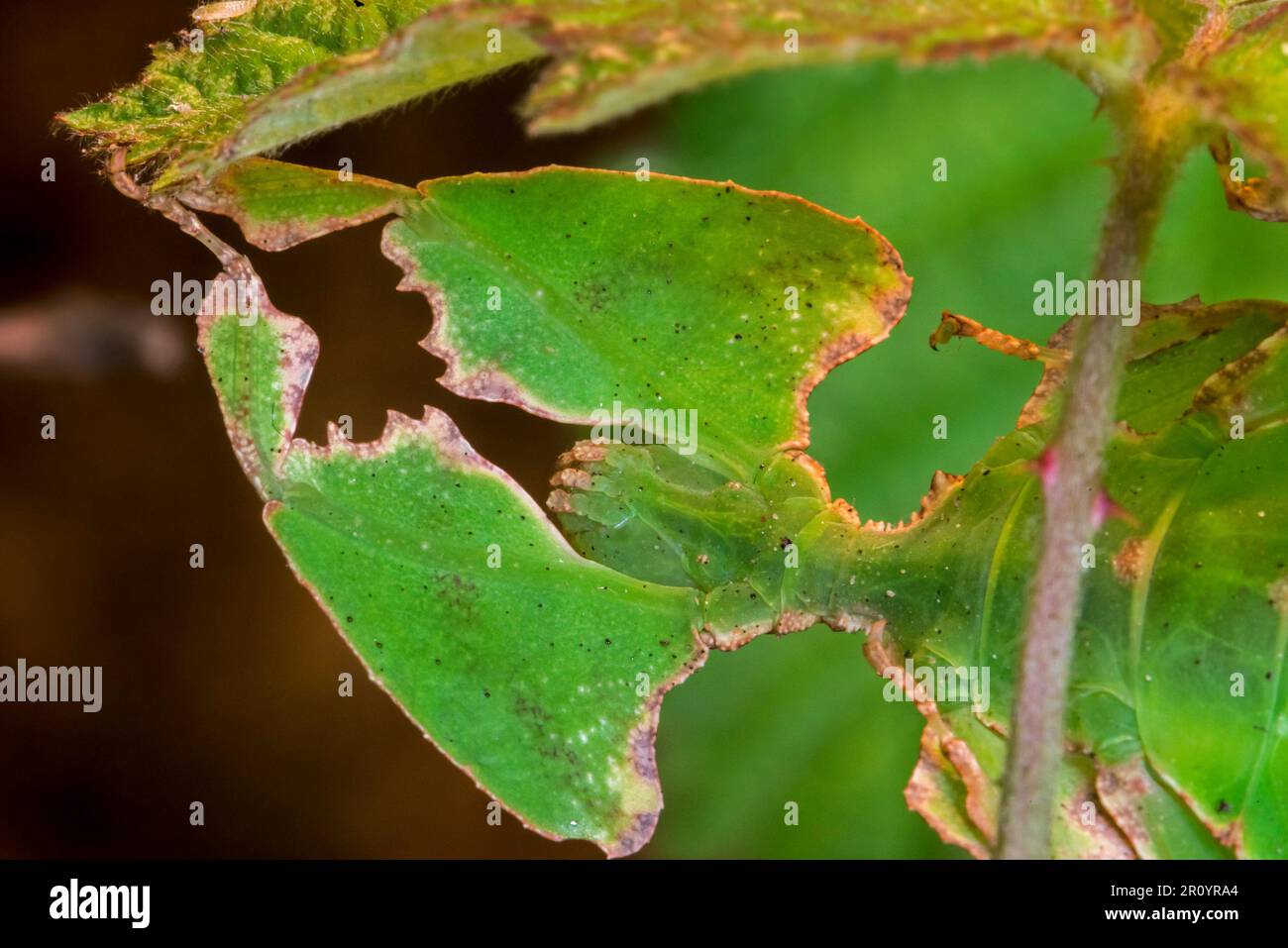 Nahaufnahme von Pulchriphyllium-Arten, Blattinsekten/Wanderblättern, die in den tropischen Wäldern Asiens heimisch sind, bemerkenswert getarnte Blattimitierungen/Mimesis Stockfoto