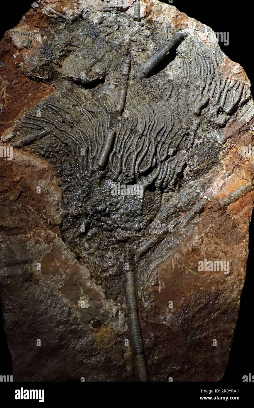 Gestalkte krinoide Fossilien/versteinerte Seerosen in Gestein Stockfoto