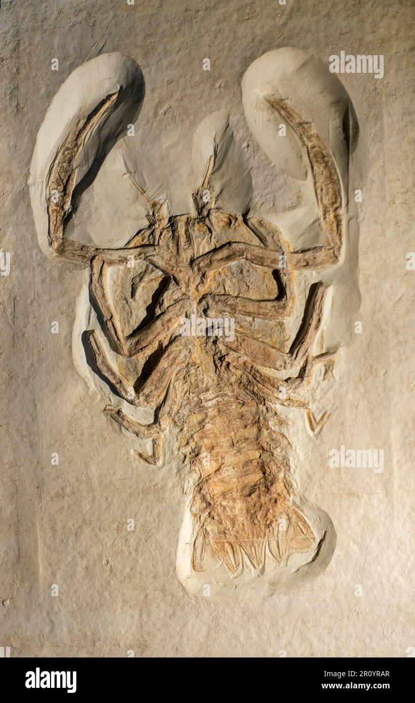 Cyclerion propinquus Fossil, ausgestorbene Gattung von Decapod-Krebstieren, epifaunale Fleischfresser, die während der Jurassic lebten Stockfoto