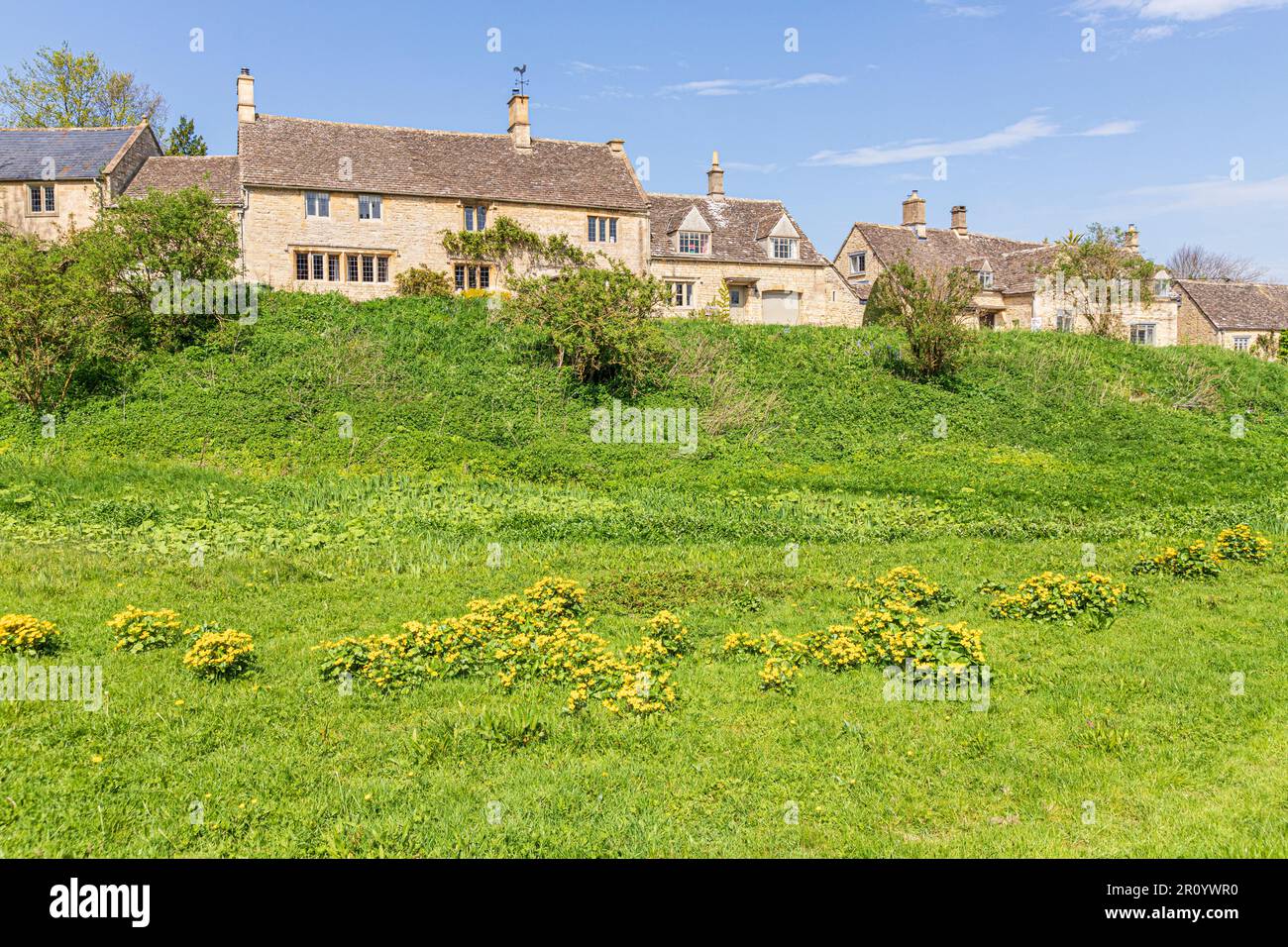 Marsh Marigolds (Caltha palustris L.), das im Dorf Cotswold in Little Barrington, Gloucestershire, Großbritannien, wächst Stockfoto