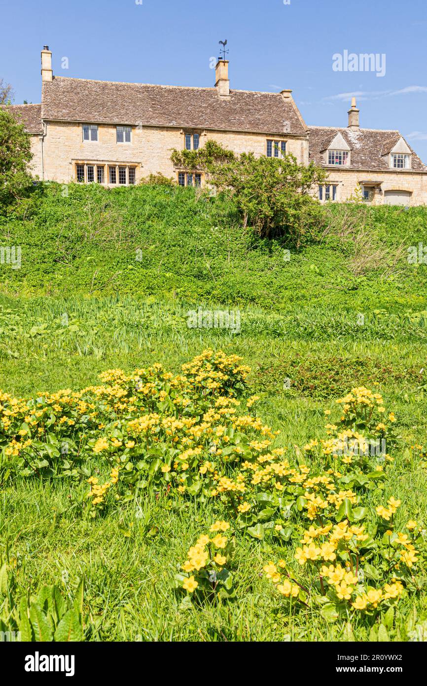 Marsh Marigolds (Caltha palustris L.), das im Dorf Cotswold in Little Barrington, Gloucestershire, Großbritannien, wächst Stockfoto