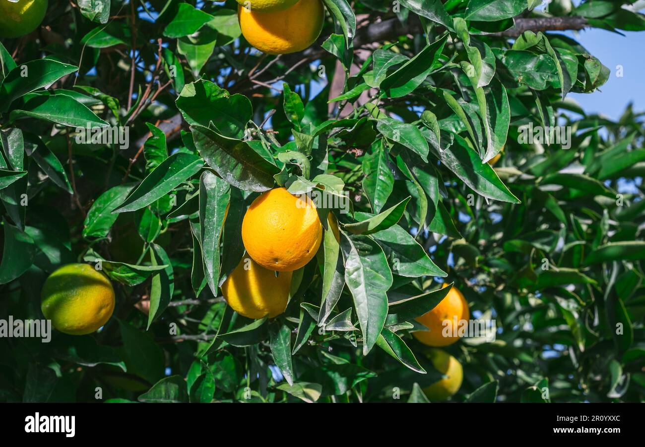 Reife Orangen auf den Zweigen eines Baumes, Anbau, Ernte von Zitrusfrüchten, selektiver Fokus auf Orangen, Idee für einen Hintergrund oder Hintergrund für Werbung Stockfoto