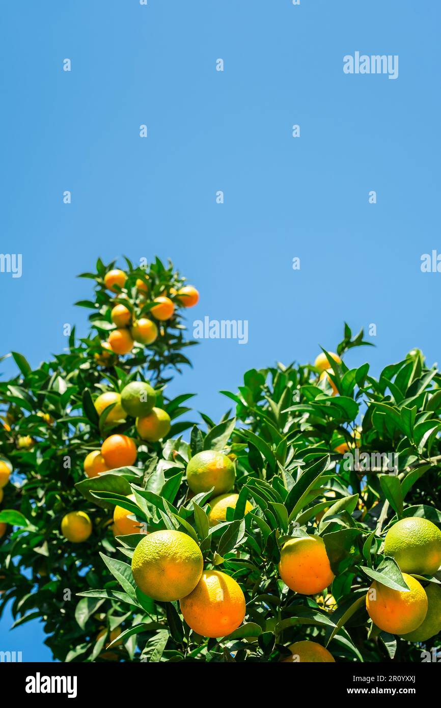 Orangenbaum mit frischen, reifen Früchten am hellblauen Himmel, Zitrusfrüchte werden geerntet. Selektiver Fokus, vertikaler Rahmen mit Platz, Idee für einen Hintergrund Stockfoto