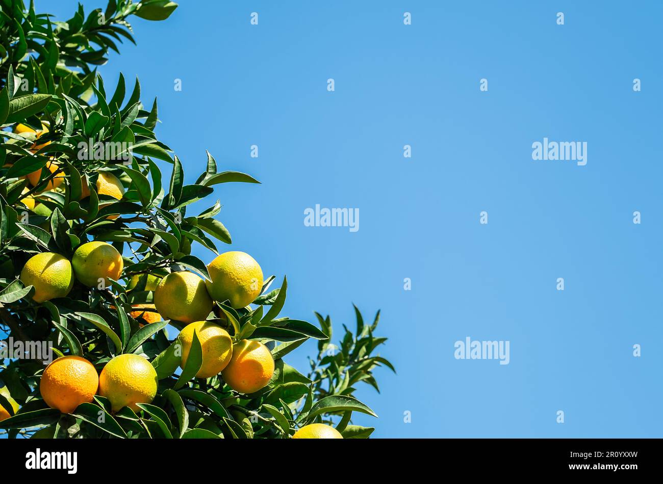 Reife Orangen auf den Zweigen vor einem hellblauen Himmel mit Platz für Text, Zitrusfrüchte ernten. Selektiver Fokus, Idee für einen Hintergrund oder Werbung Stockfoto