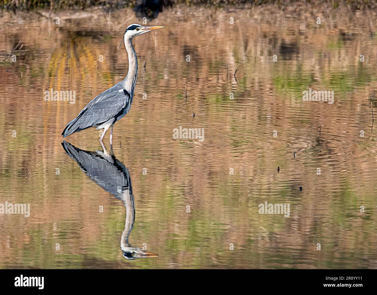 Grauer Reiher mit perfekter Reflexion Stockfoto