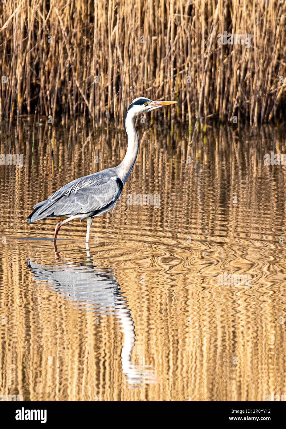 Zwillinge der Natur: Graureiher und seine Reflexion im Wasser Stockfoto