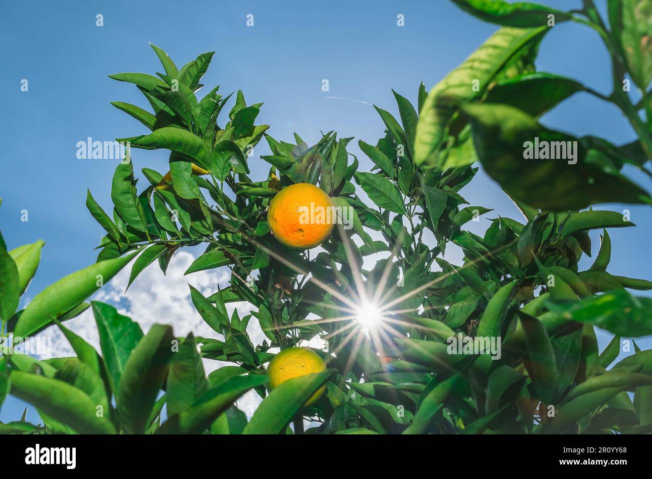 Reife Orangen, die Sonne scheint durch das Laub in den Rahmen, erntet Zitrusfrüchte. Selektiver Fokus auf Orangen, Idee für Hintergrund, Saft-Adve Stockfoto