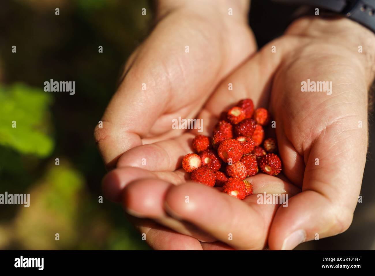 Nahaufnahme der Hände eines Mannes, der im Frühsommer im Wald frisch gepflückte rote wilde Erdbeeren hielt. Fragaria vesca, gemeinhin die wilde Erdbeere genannt Stockfoto