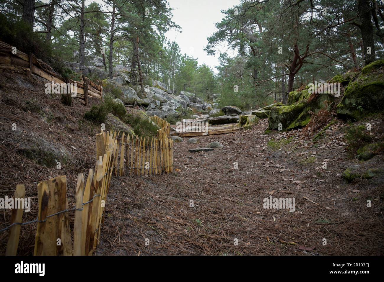 Blick auf die Entwicklung des Fontainebleau-Waldes in den Franchard-Schluchten in Frankreich Stockfoto