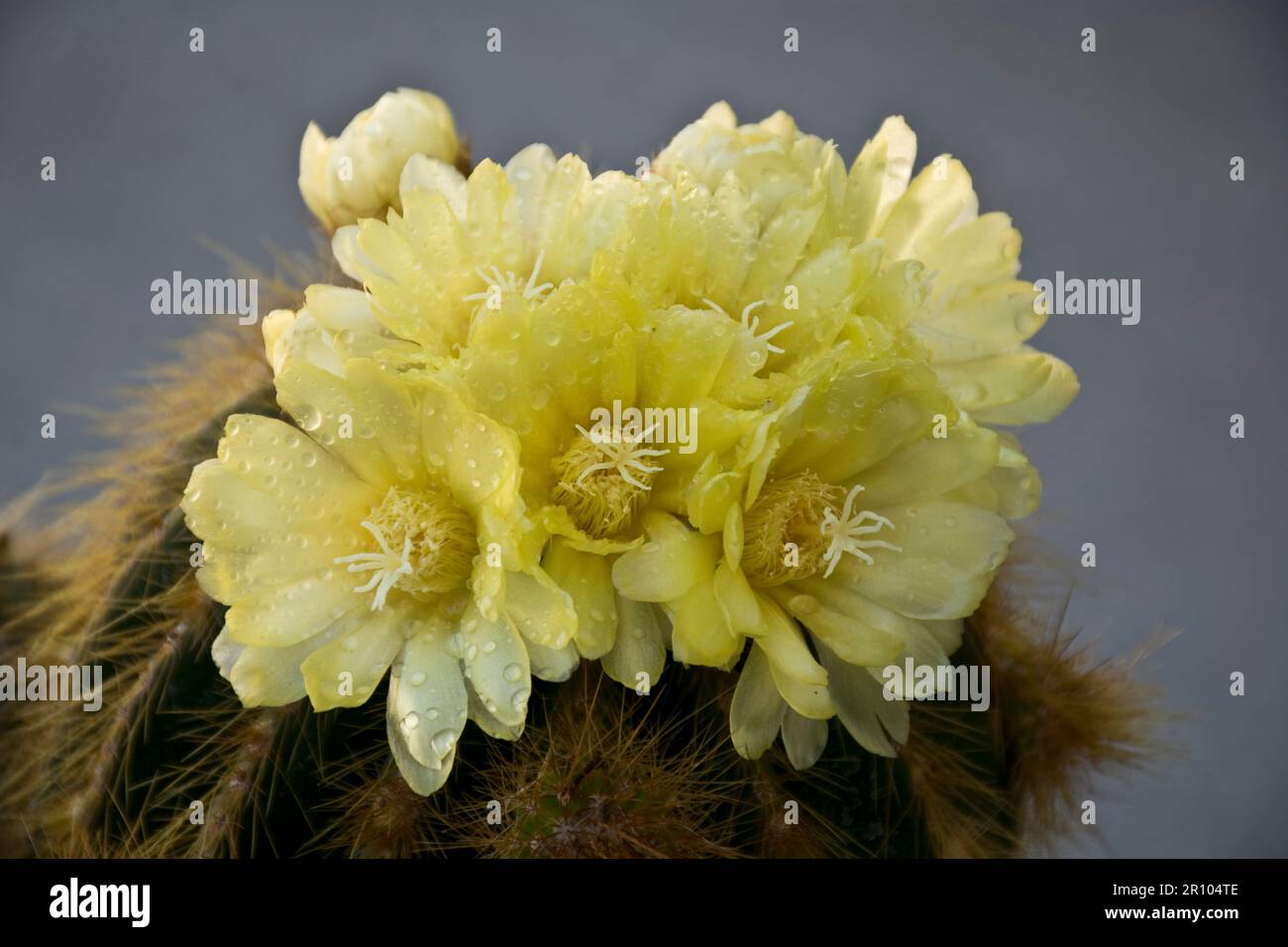 Kaktus mit gelben blten -Fotos und -Bildmaterial in hoher Auflsung  Alamy