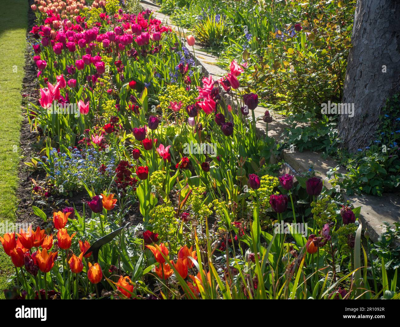 Chenies Manor Garden Tulps im Mai. Leuchtend rote, orangefarbene und rosafarbene Tulpen, die an einem schönen Nachmittag in Schichten in dem terrassenförmig versenkten Garten gepflanzt sind. Stockfoto