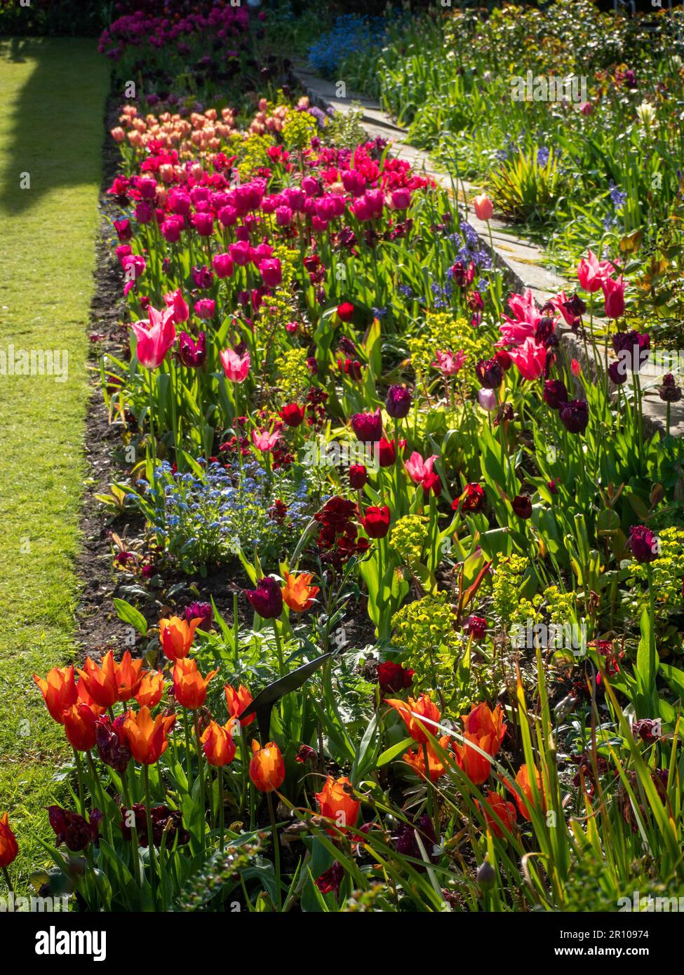 Chenies Manor Garden Tulps im Mai. Leuchtend rote, orangefarbene und rosafarbene Tulpen, die an einem schönen Nachmittag in Schichten in dem terrassenförmig versenkten Garten gepflanzt sind. Stockfoto