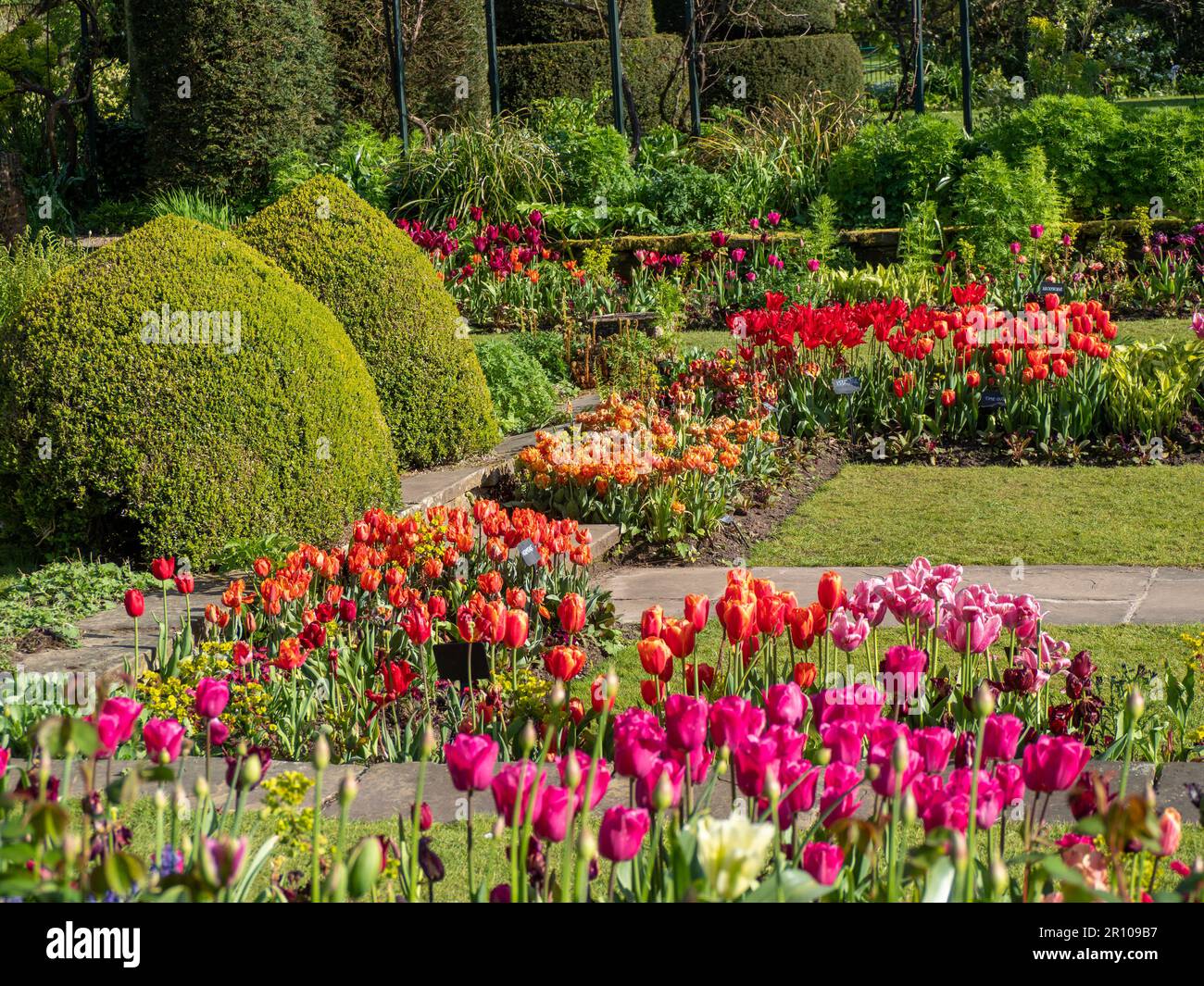 Chenies Manor Garden Tulps im Mai. Leuchtend rote, orangefarbene und rosafarbene Tulpen, die an einem schönen Nachmittag in Schichten in dem terrassenförmig versenkten Garten gepflanzt sind. Stockfoto