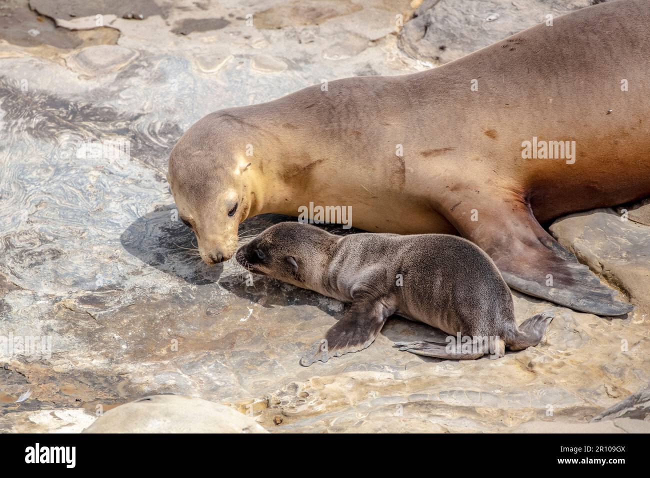 Kalifornischer Seelöwe, Zalophus californianus, Mutter und Welpe, La Jolla, San Diego, Kalifornien, USA, Pazifik Stockfoto