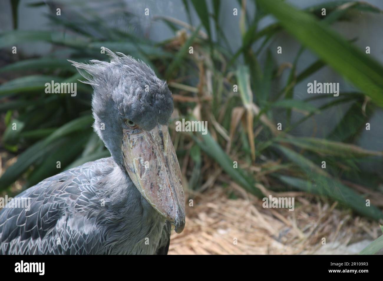 Shoebill Stork Prager Zoo Stockfoto