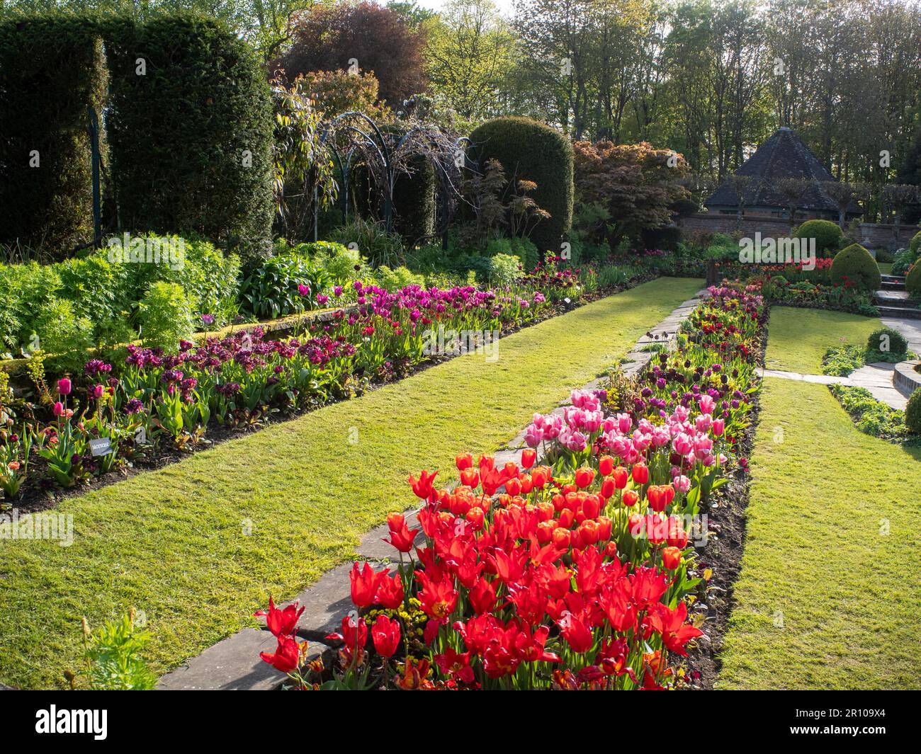 Chenies Manor Garden Tulps im Mai. Leuchtend rote, orangefarbene und rosafarbene Tulpen, die an einem schönen Nachmittag in Schichten in dem terrassenförmig versenkten Garten gepflanzt sind. Stockfoto