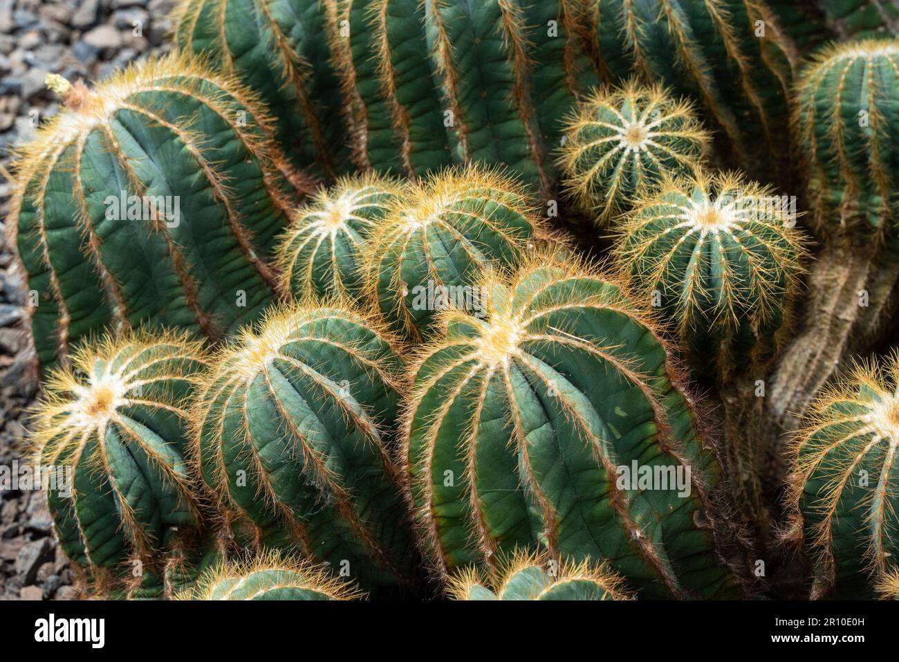 Eine Gruppe typischer Barrel Cactus Cacti Stockfoto
