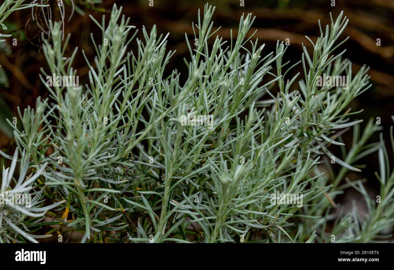 Currypflanze (Helichrysum angustifolium). Stockfoto