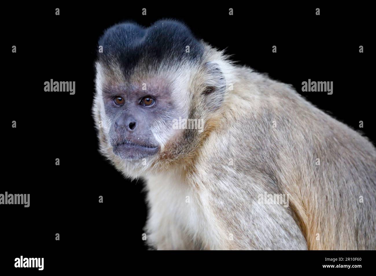 Nahaufnahme des getufteten Kapuzineraffen (Sapajus apella), des Kapuzineraffen in die Wildnis Brasiliens. Stockfoto