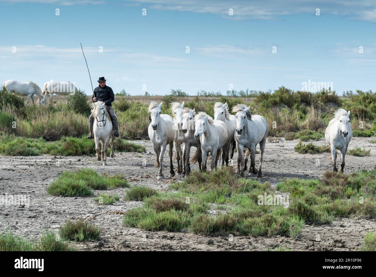 Camargue, Frankreich, April 27 2019 : Weisse Pferde und zwei Hüter laufen im ganzen Wasser im Sumpf der Camargue, Frankreich. Stockfoto