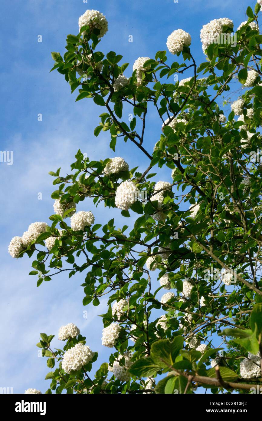 Duftender Schneeball, Viburnum x Carlcephalum Stockfoto