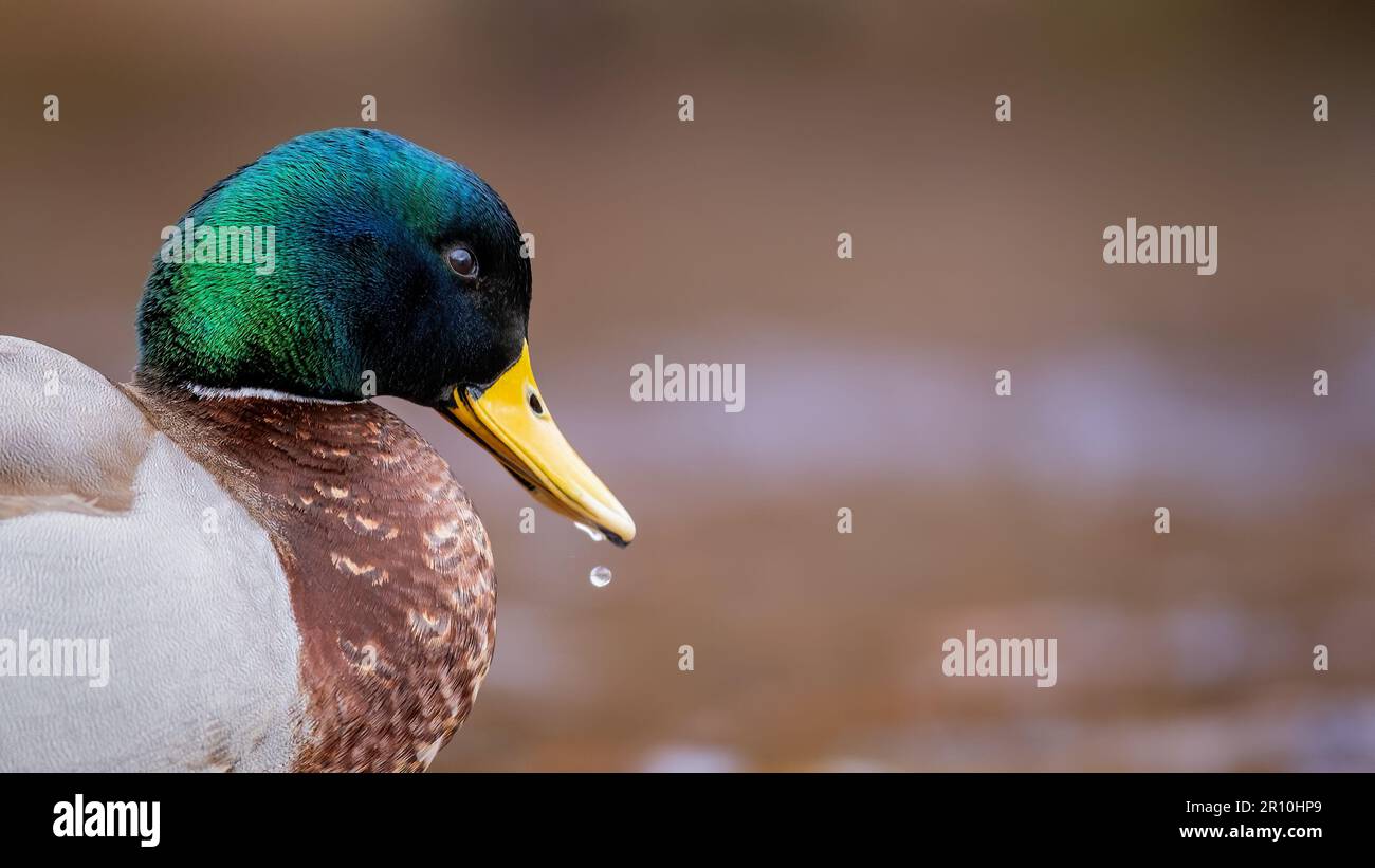 Männliches Stockdarmporträt mit einem großen Wassertropfen, der aus seinem Schnabel tropft, vor einem hellbraunen Hintergrund. Stockfoto