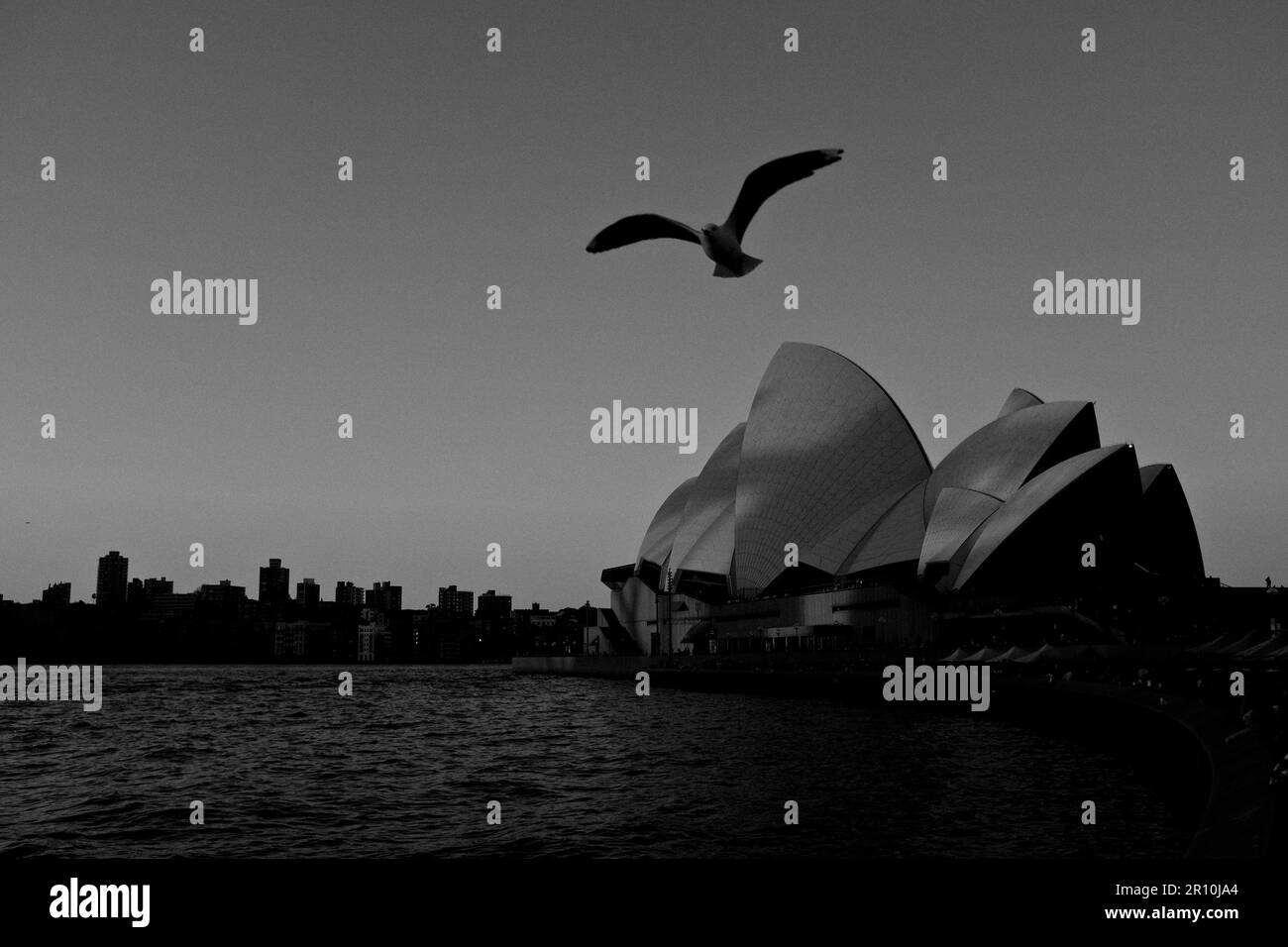 Möwen fliegen um das Opernhaus von Sydney, bei Sonnenuntergang Stockfoto