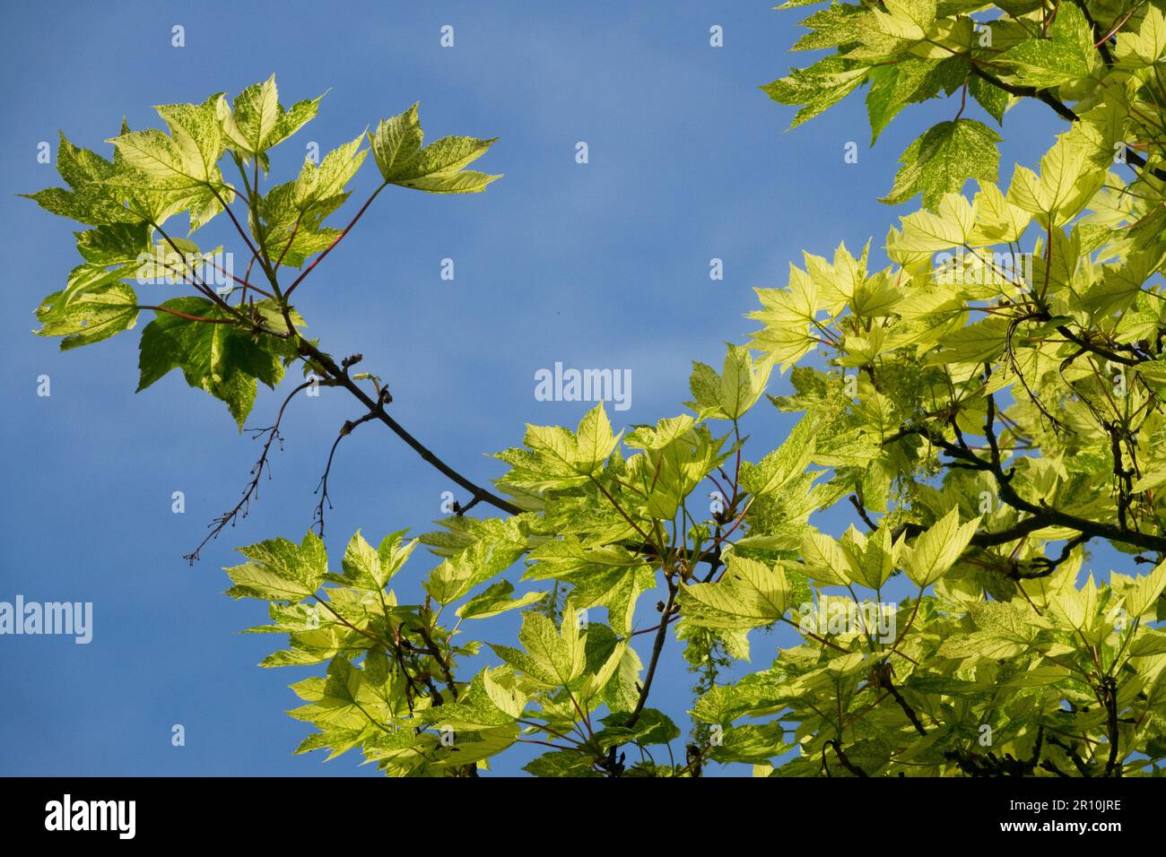 Jahreszeit, Frühling, Blätter, Ahorn, Laub, Sycamore Baum, Zweige, Acer pseudoplatanus „Nizetii“, Laubbaum, Pflanzen, Himmel, Hintergrund Stockfoto