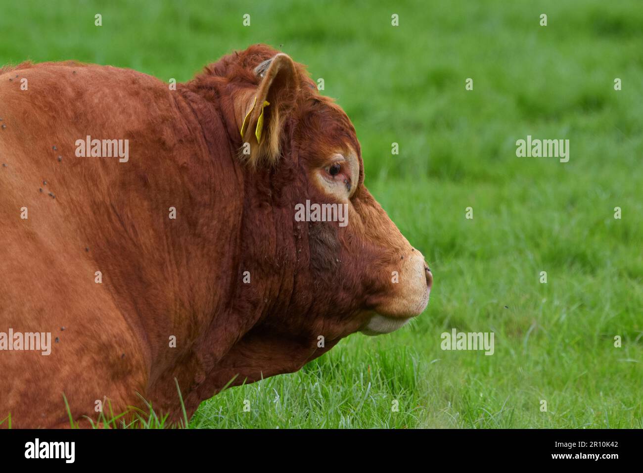 Porträt eines herrlichen braunen Bullen mit dickem Hals, der auf einem Grasfeld weidet. Nahrungsmittelproduktion. Viehzucht. Stockfoto