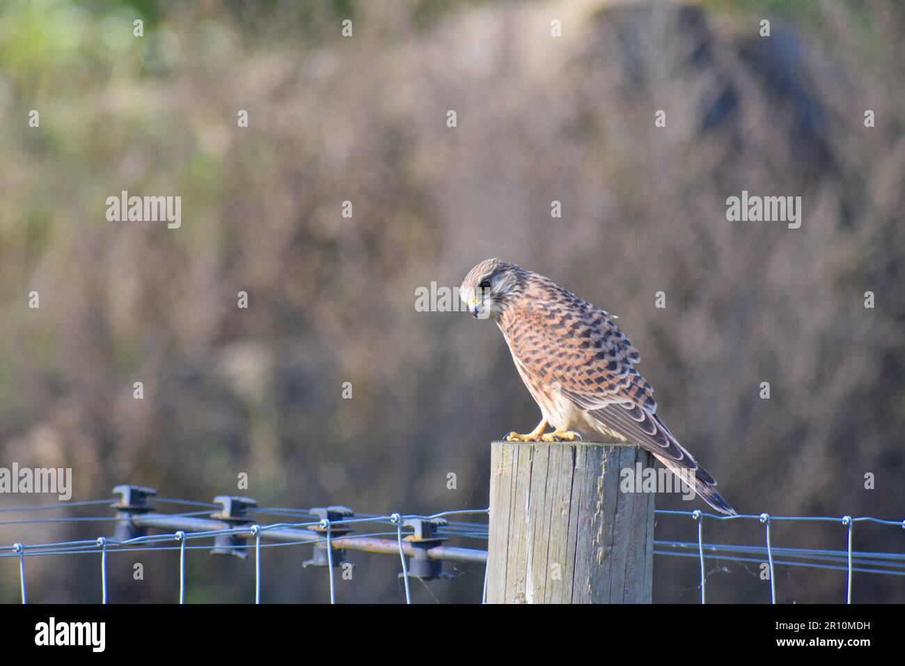 Ein einzelner Red Kite sitzt im Herbst 2022 auf einem braunen Zaunpfahl in South Yorkshire, England. Stockfoto