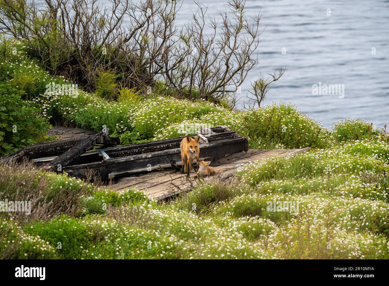 Rotfuchs mit jungen Welpen auf einem Felsvorsprung in San Pedro, Kalifornien Stockfoto