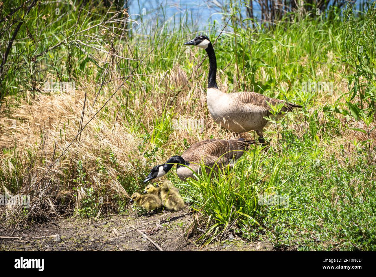 Gänse mit Gänsen am Teich Stockfoto