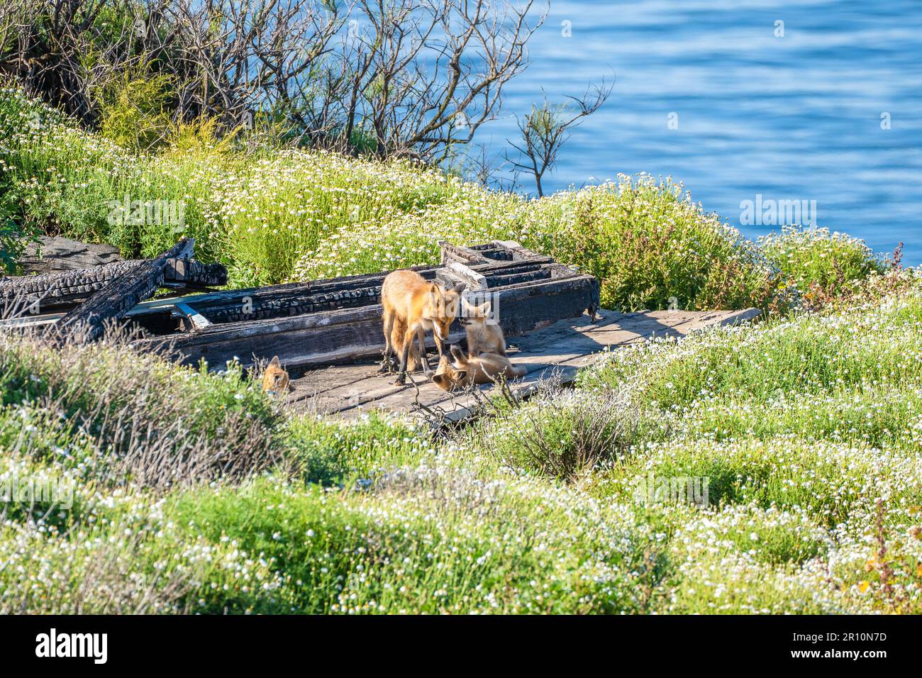 Rotfuchs mit jungen Welpen auf einem Felsvorsprung in San Pedro, Kalifornien Stockfoto