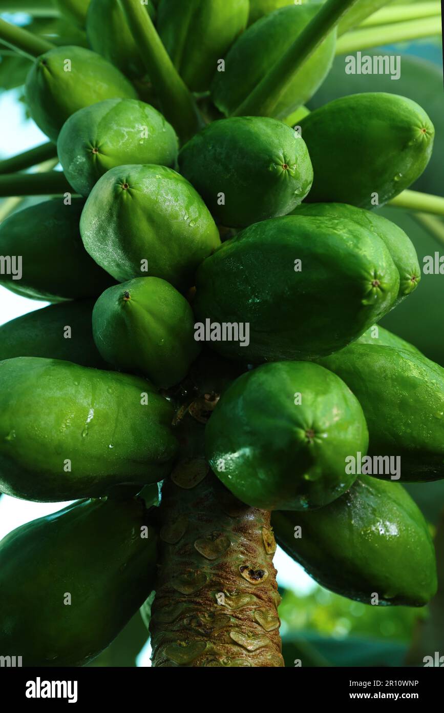 Unreife Papaya-Früchte wachsen auf Bäumen im Freien, Nahaufnahme Stockfoto