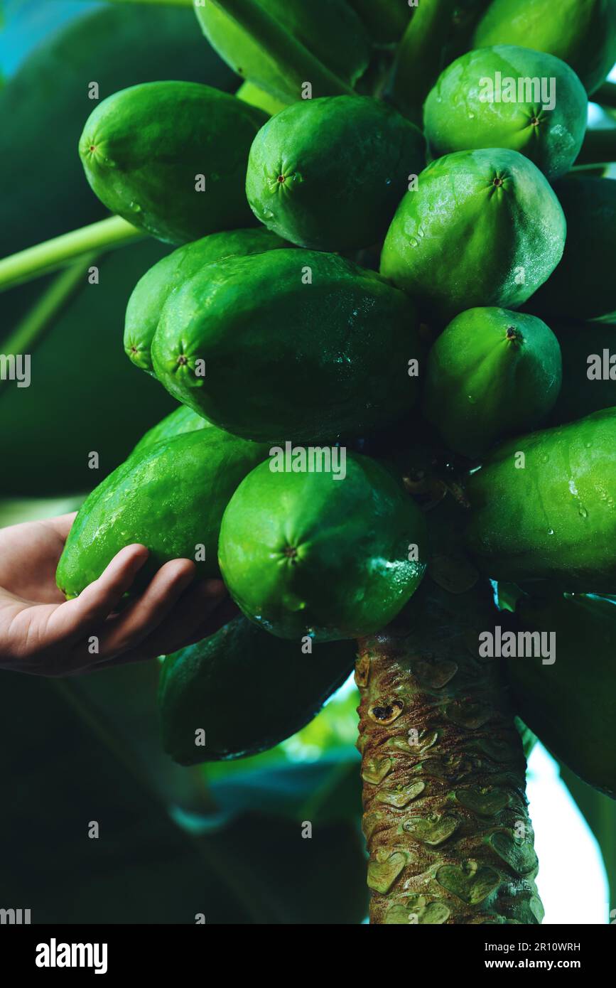 Unreife Papaya-Früchte wachsen auf Bäumen im Freien, Nahaufnahme Stockfoto