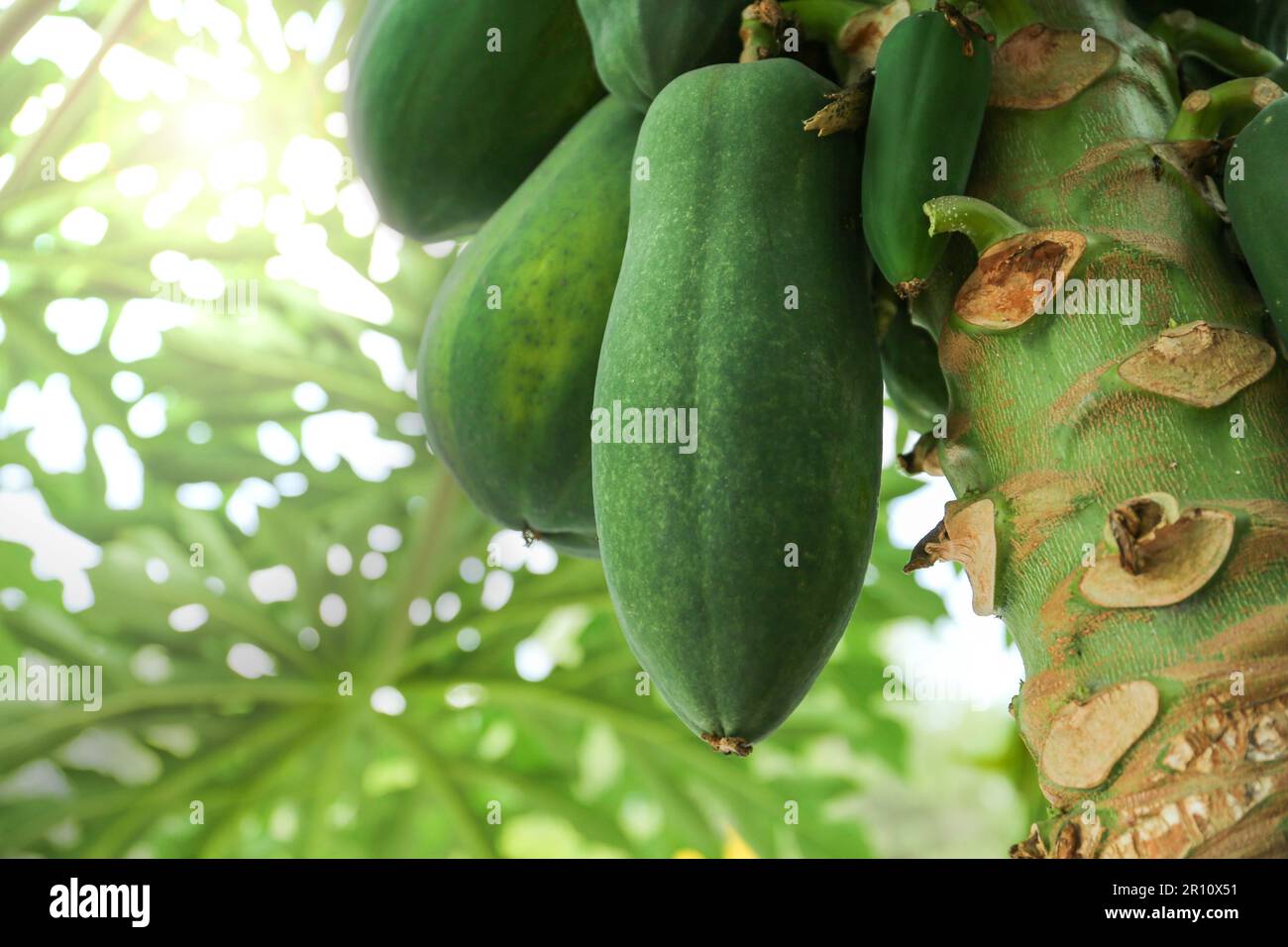 Unreife Papaya-Früchte wachsen auf Bäumen im Freien, Nahaufnahme Stockfoto