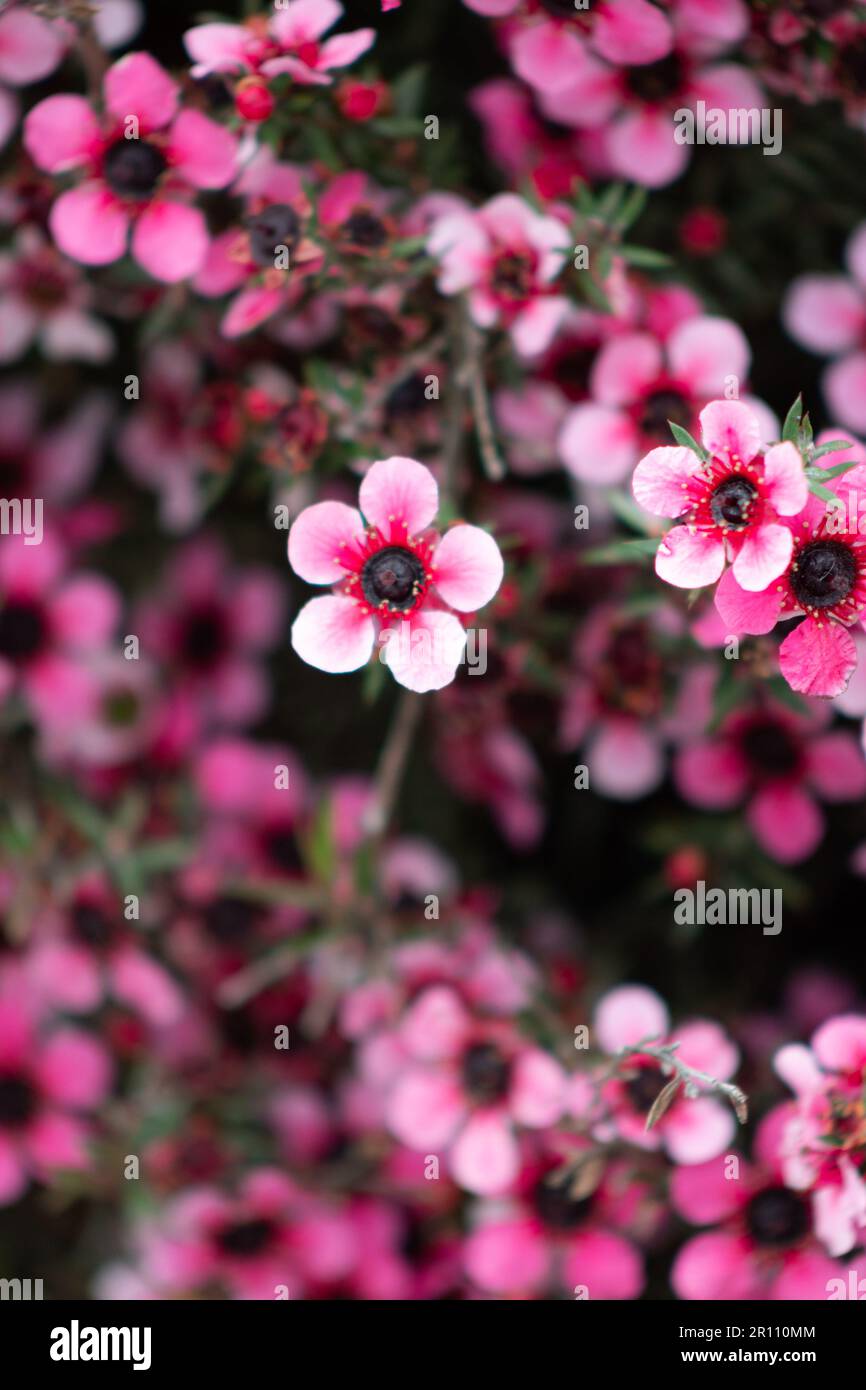 Nahaufnahme der neuseeländischen Manuka-Blumen. Sein Nektar erzeugt Mānuka Honig. Stockfoto