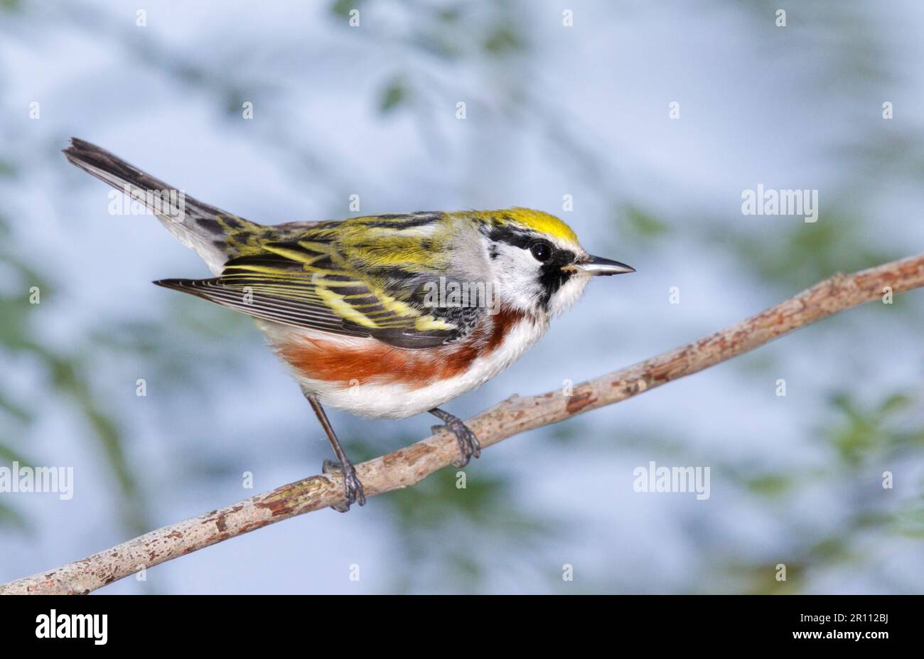 Kastanienpfeifer (Setophaga pensylvanica) männlich während der Frühlingswanderung, Galveston, Texas, USA. Stockfoto