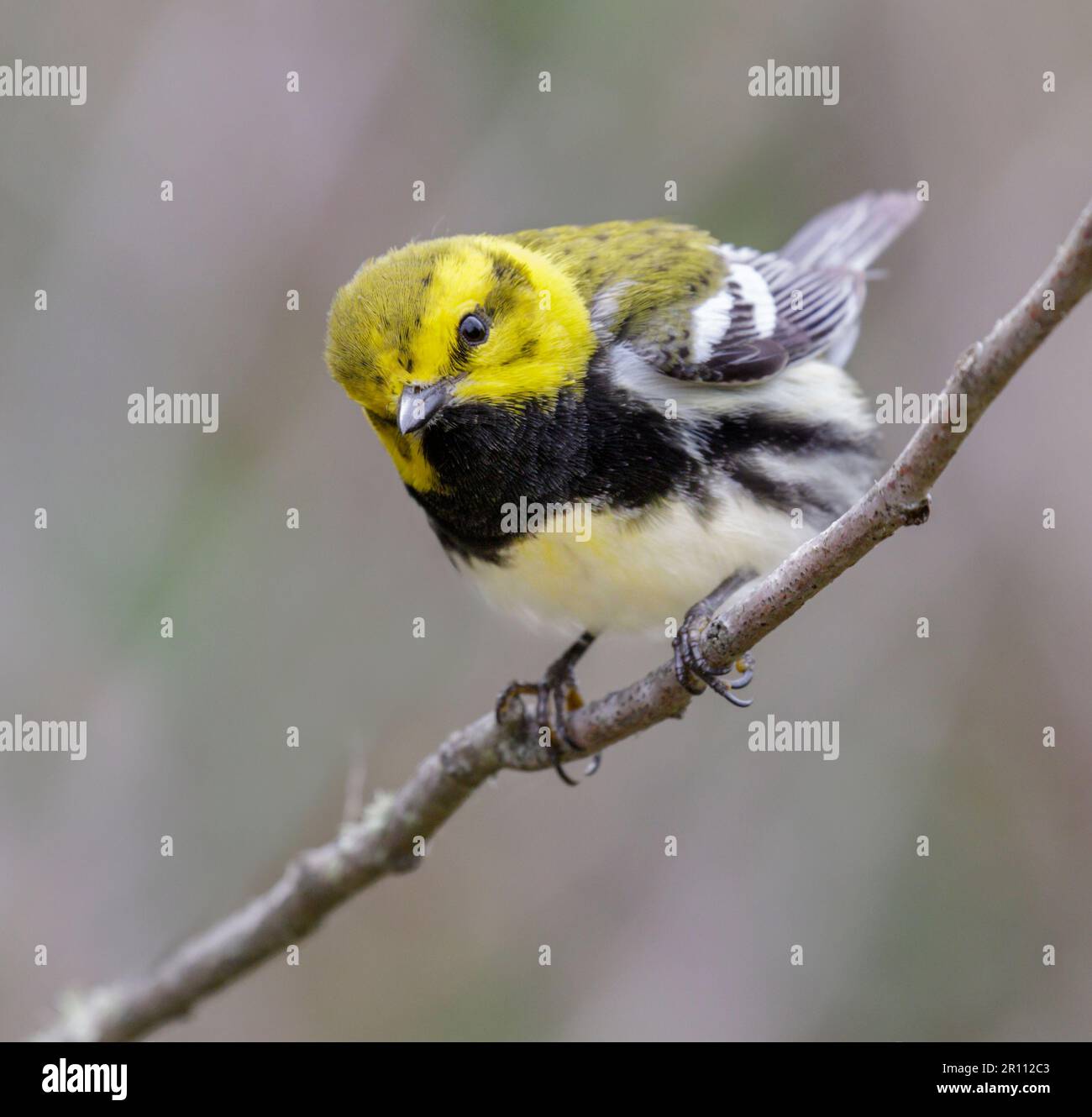 Schwarzkehlchen-Grünzwerg (Setophaga virens) männliches Portrait während der Frühlingswanderung, Galveston, Texas, USA. Stockfoto