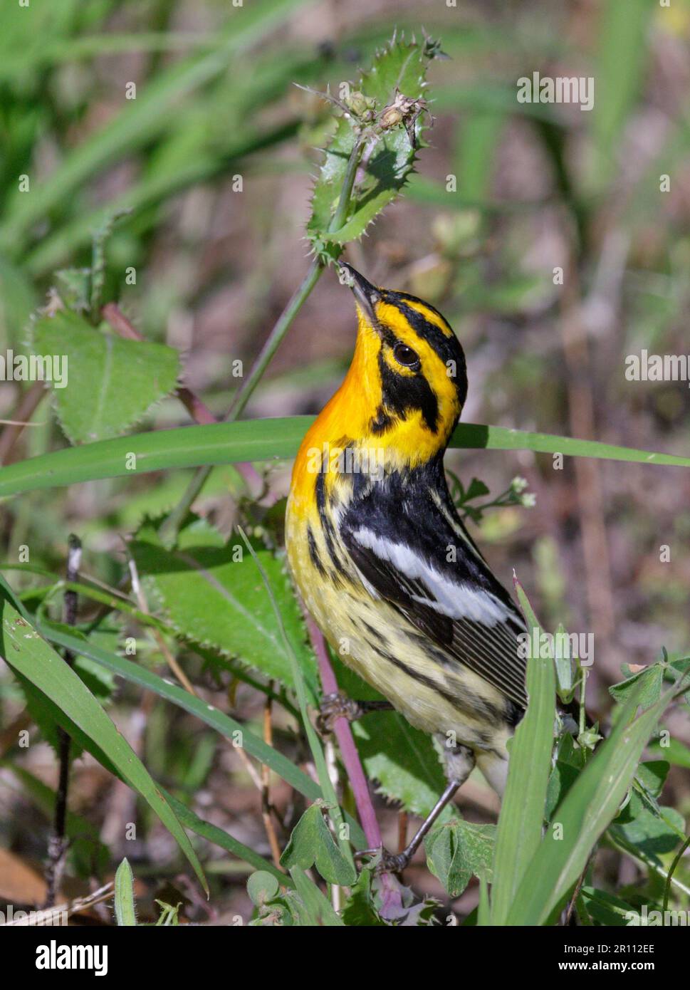 Blackburnian Warbler (Setophaga fusca), der Blattläuse im Gras während der Frühjahrswanderung in Galveston, Texas, USA, fängt. Stockfoto