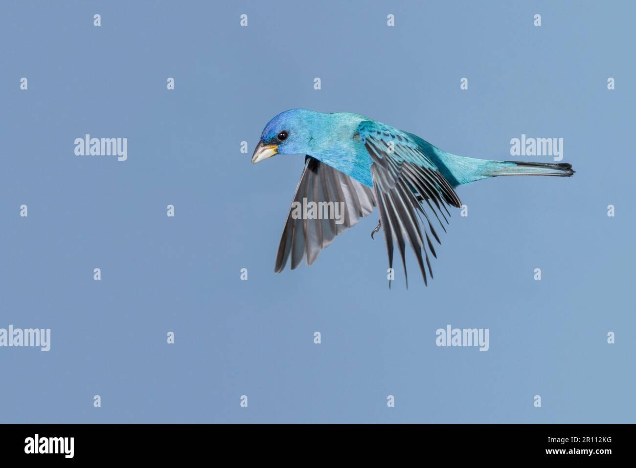 Indigo Bunting (Passerina cyanea) Männchen fliegt während der Frühjahrswanderung, Galveston, Texas, USA. Stockfoto