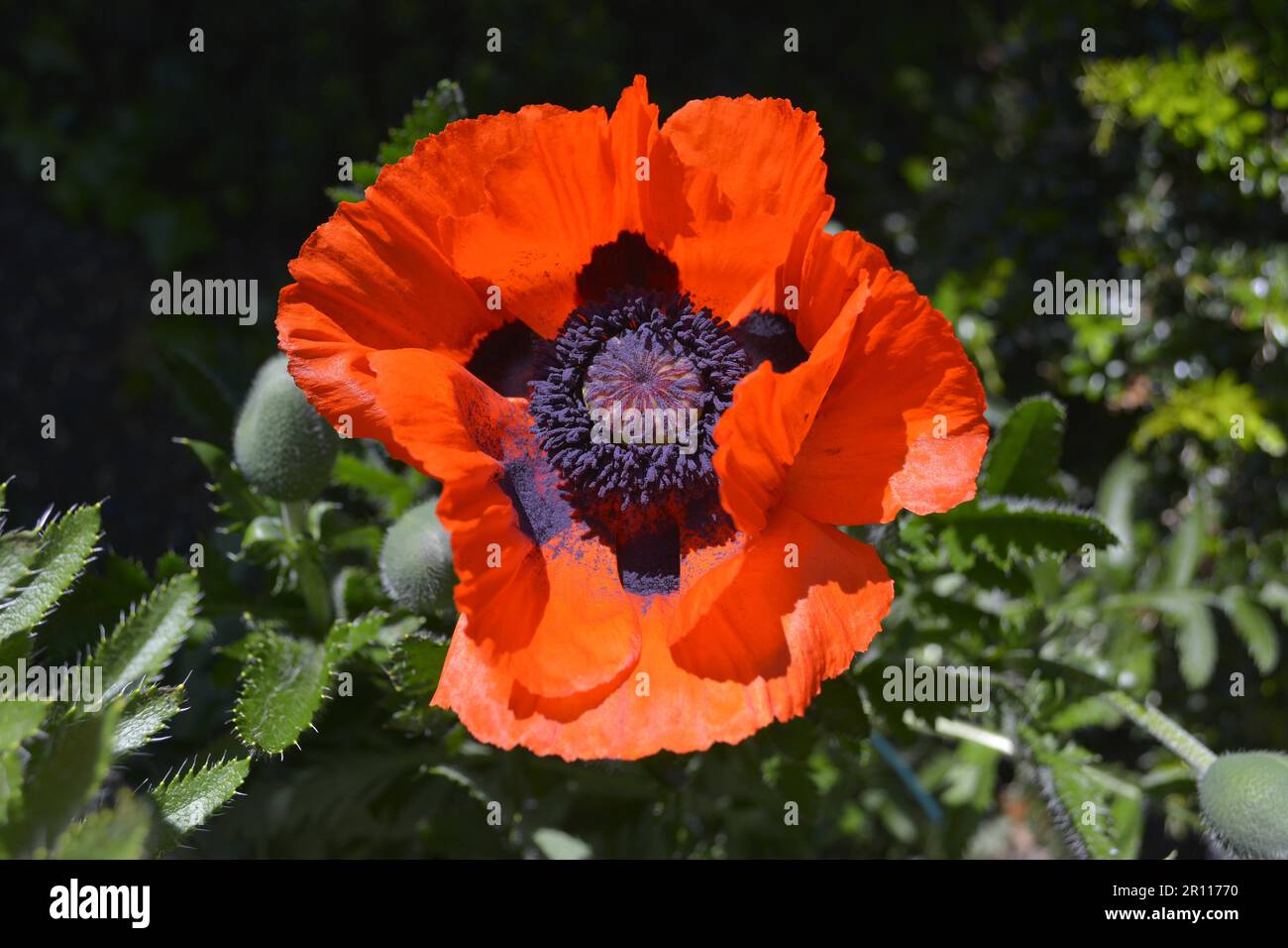 Orientalischer Mohn in Blüte im Garten Stockfoto