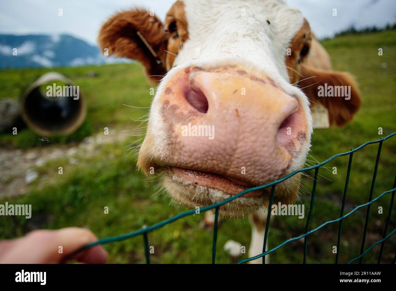 Kühe in den europäischen Alpen in Österreich Mühlbach bin glücklich, dass Braun und weiß gefleckt Hochkönig bei Salzburg Stockfoto