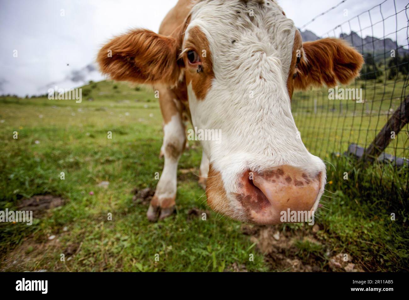 Kühe in den europäischen Alpen in Österreich Mühlbach bin glücklich, dass Braun und weiß gefleckt Hochkönig bei Salzburg Stockfoto