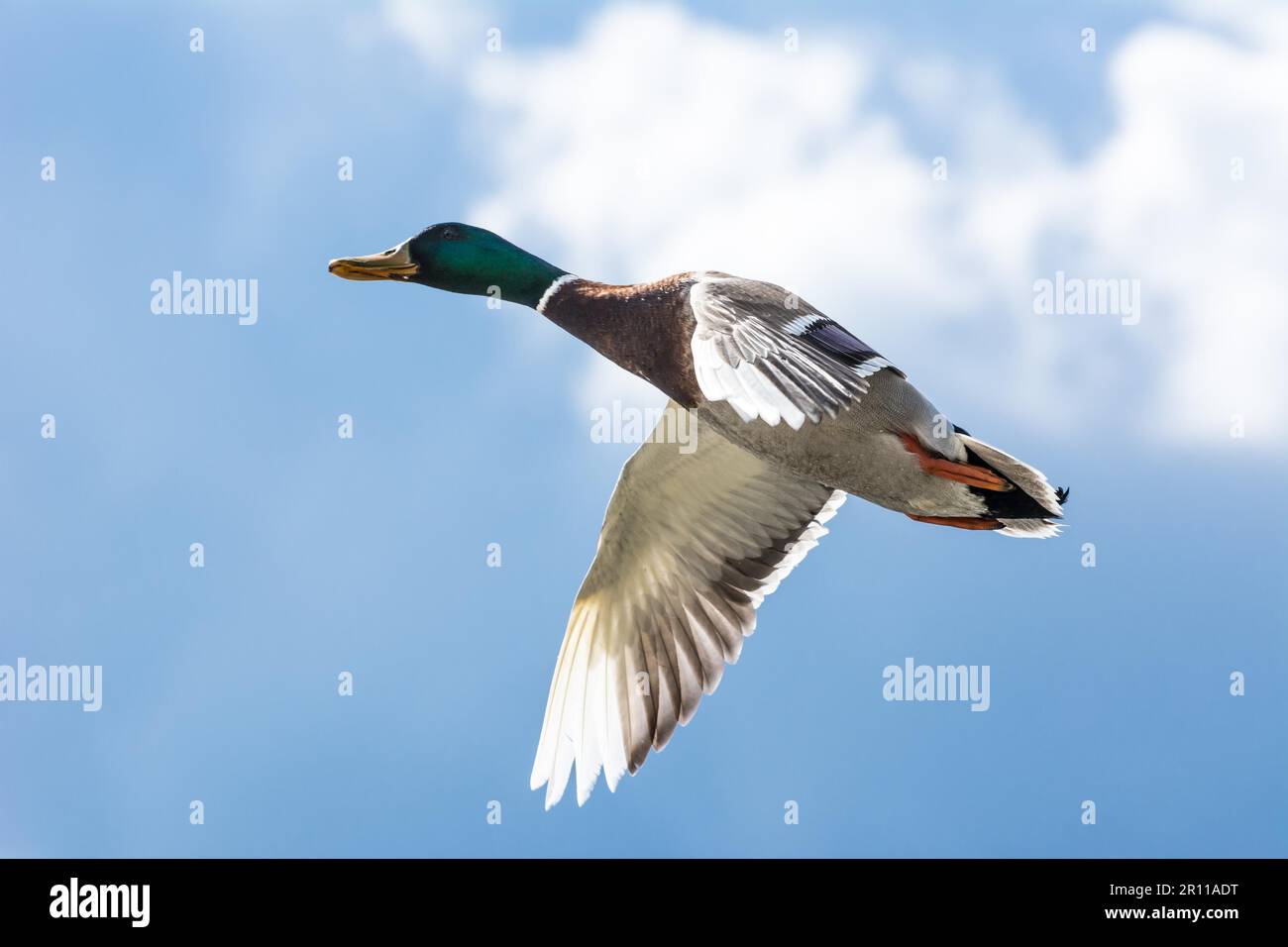 Ente fliegt hoch in den Himmel Stockfoto