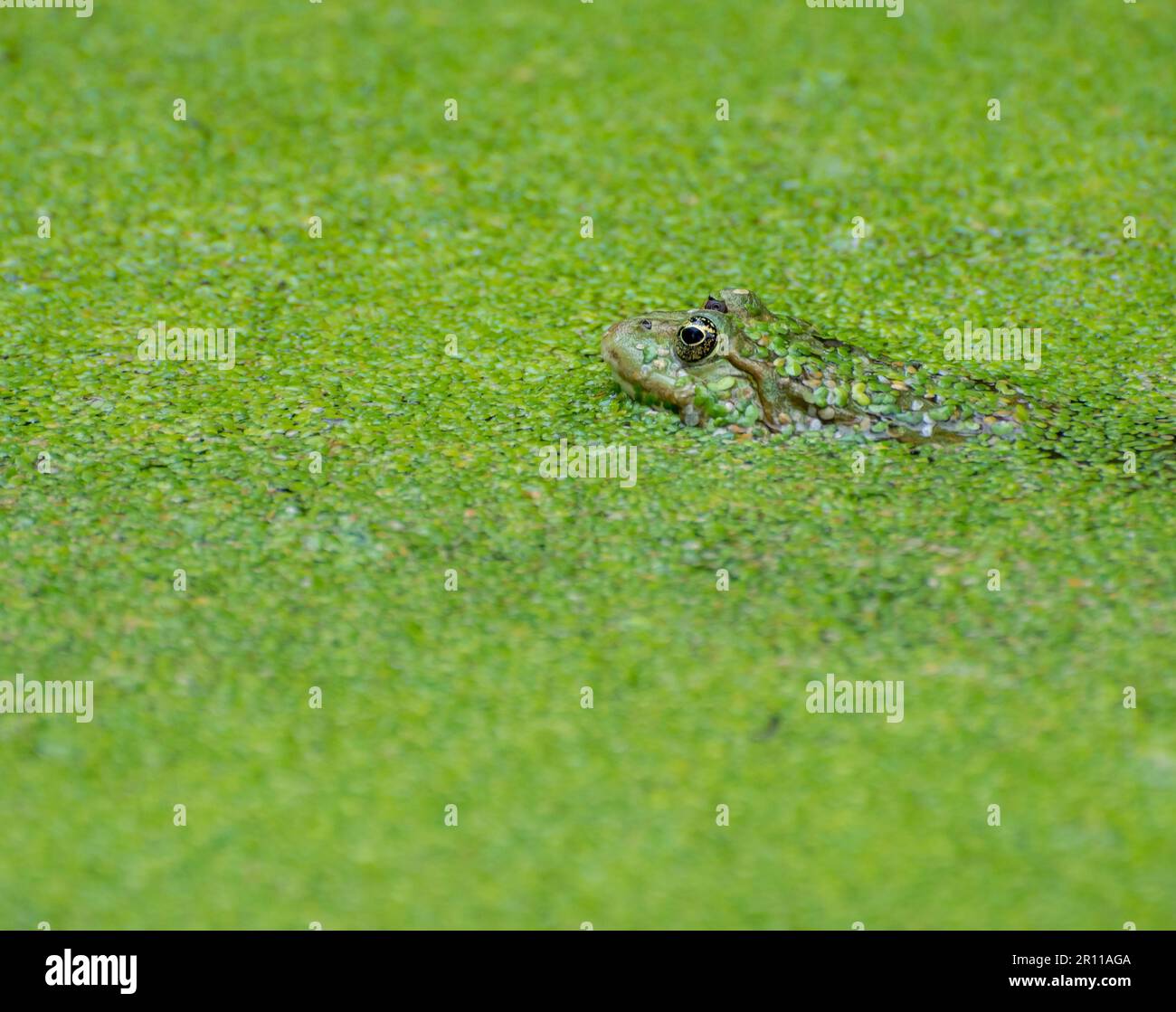 Grüner Frosch in Wasserlinsen versteckt Stockfoto