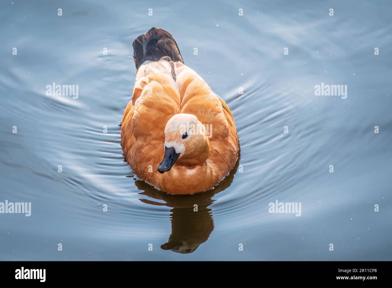 Ruddy Shelduck, oder rote Ente, lat. Tadorna ferruginea, Schwimmen auf einem See. Es ist Wasservögel Familie von Enten, ähnlich wie die gemeinsame. Der Vogel hat einen Orang Stockfoto