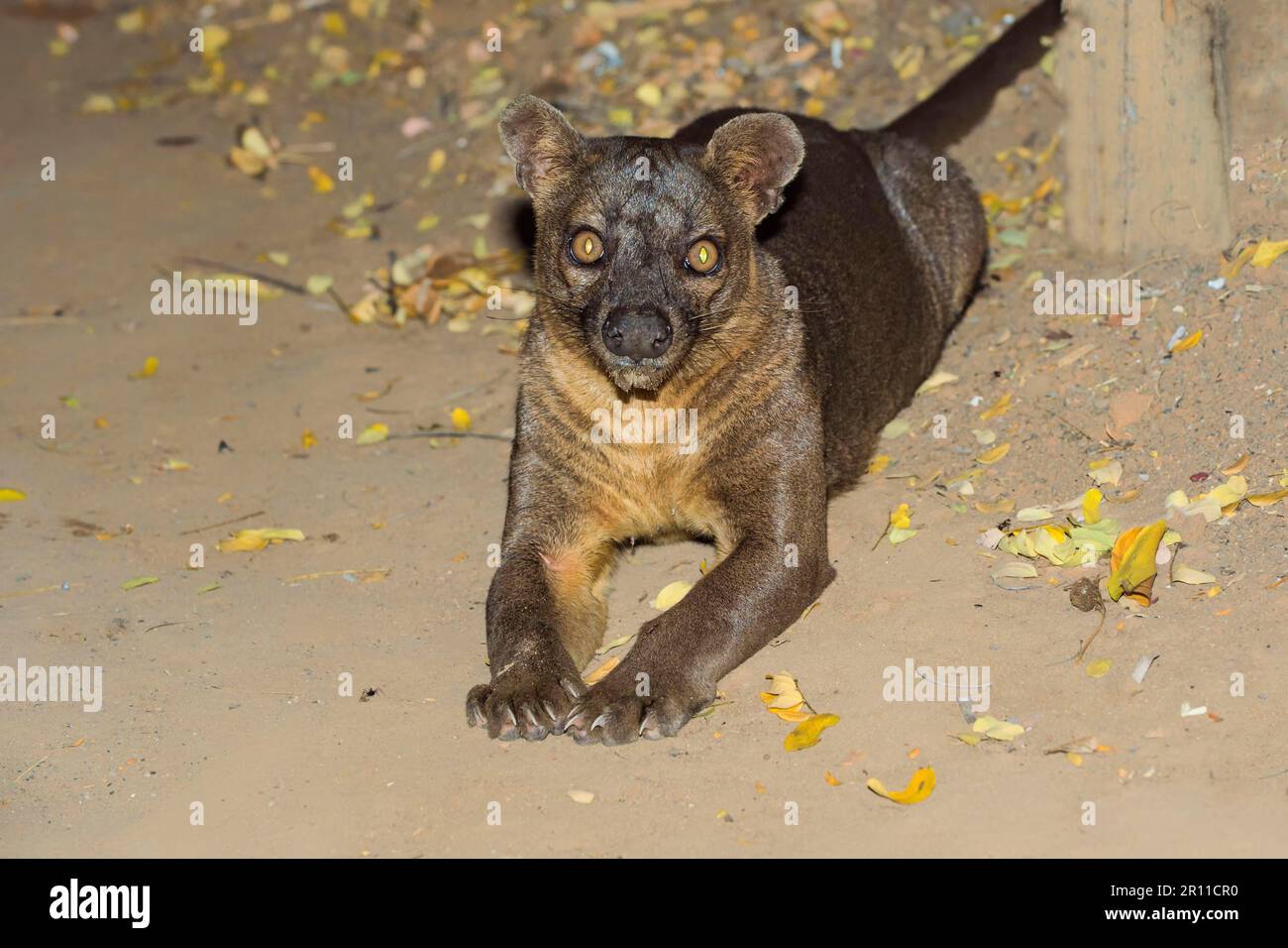 Fossa (Cryptoprocta Ferox), Kirindy Wald, Morondava, Toliara Provinz, Madagaskar Stockfoto