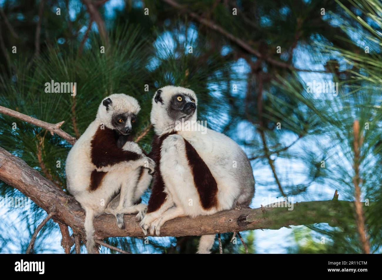 Coquerel's Coquerel's sifaka (Propithecus coquereli), Madagaskar Stockfoto