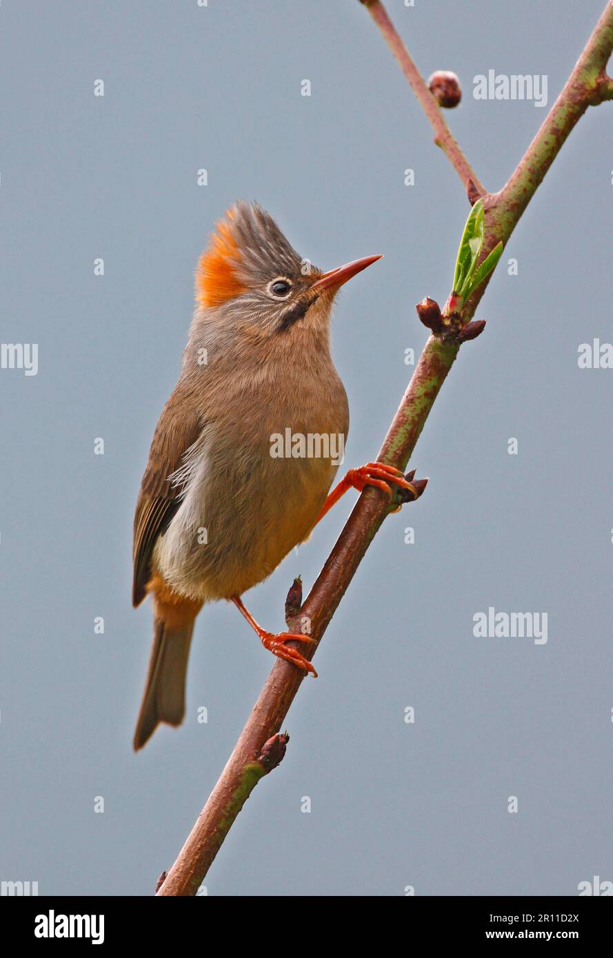 Rote Yuhina (Yuhina occipitalis occipitalis), Erwachsener, sitzt auf einem Zweig, Eaglenest Wildlife Sanctuary, Arunachal Pradesh, Indien Stockfoto